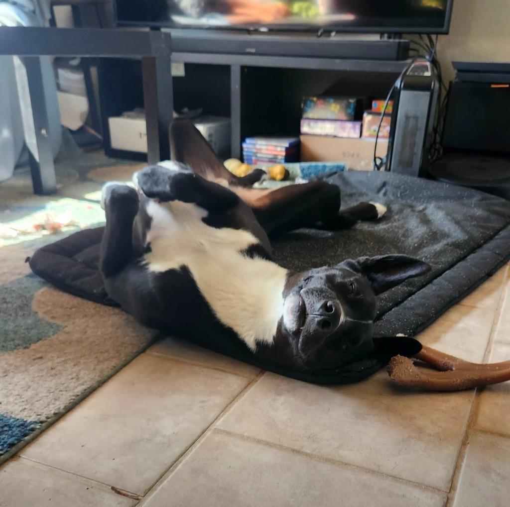 Enlarge Hari - Courtesy Post Adopt Me!, a Adoptable mixed breed in Lake Forest, CA image 2/4