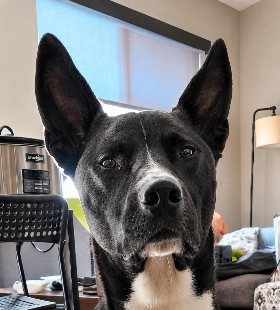 Enlarge Hari - Courtesy Post Adopt Me!, a Adoptable mixed breed in Lake Forest, CA image 4/4
