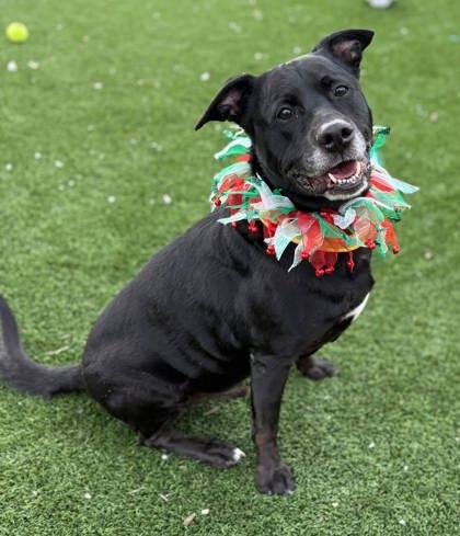 Bentley, Adoptable, Adult Male Labrador Retriever & Mixed Breed.