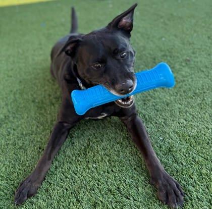 Enlarge Bentley, a Adoptable mixed breed in Chesapeake, VA image 2/3