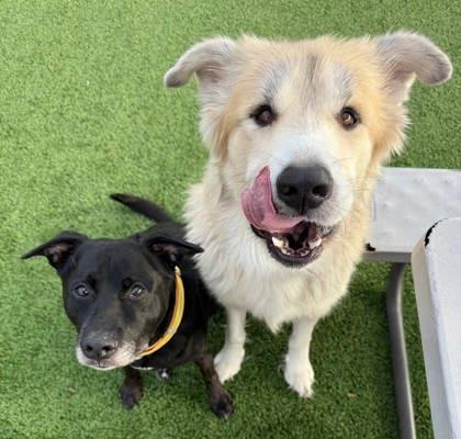 Enlarge Bentley, a Adoptable mixed breed in Chesapeake, VA image 3/3