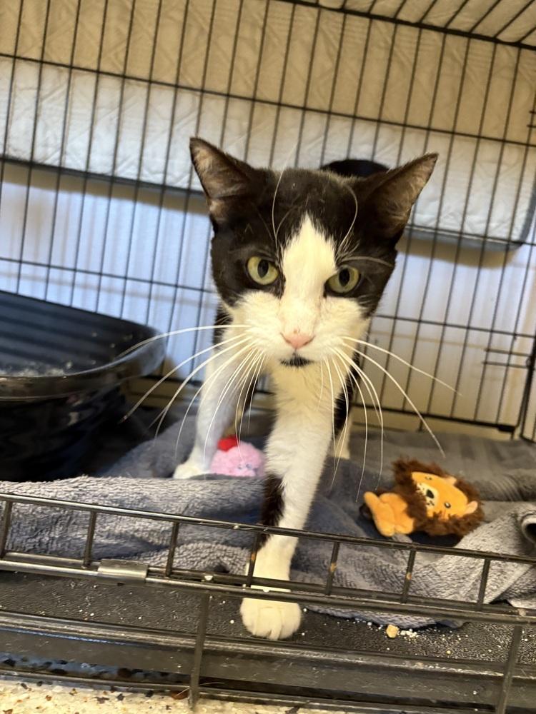 Princess Juno, Adoptable, Adult Female Domestic Short Hair.