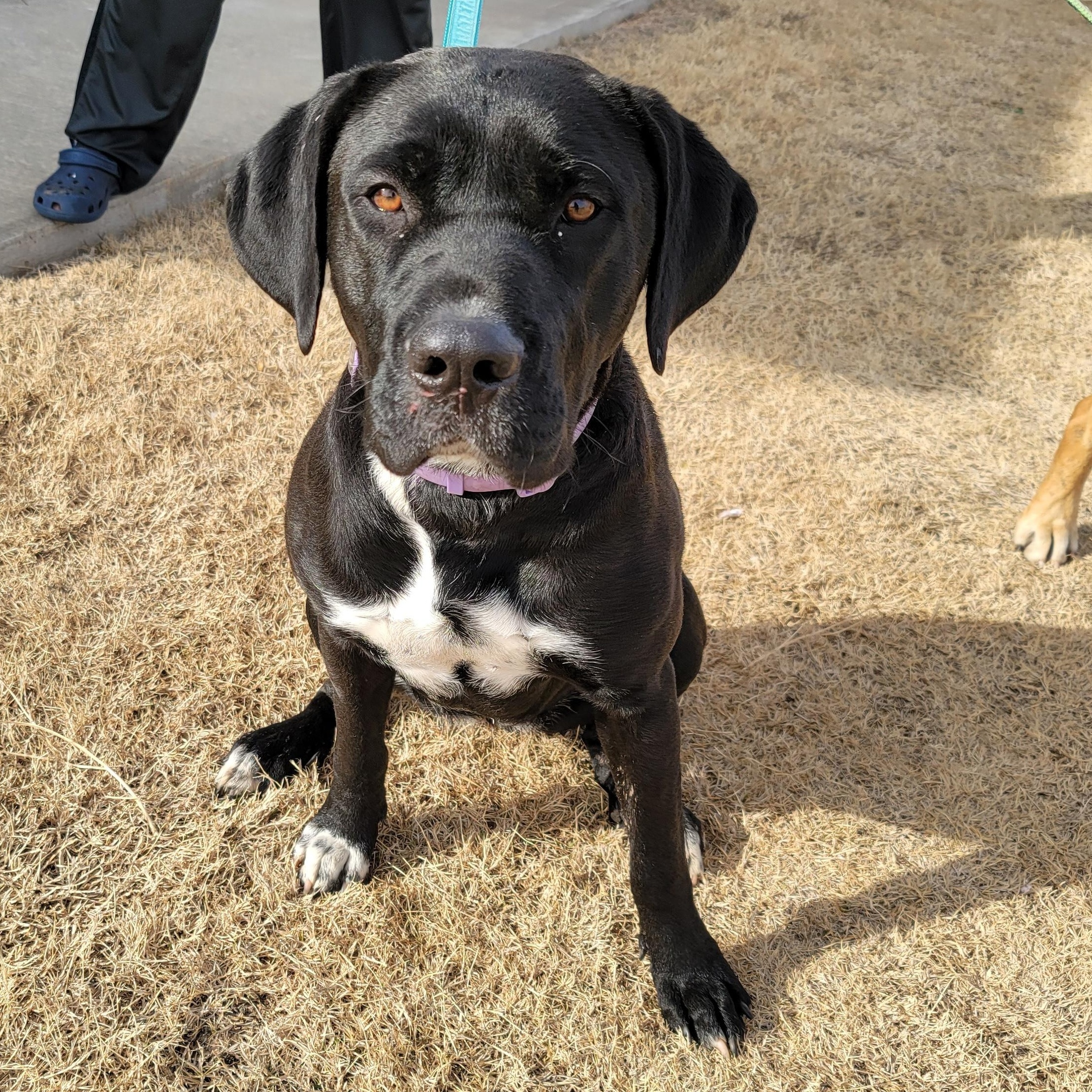 Louise, a Adoptable Mastiff in Carnegie, OK image 2/2