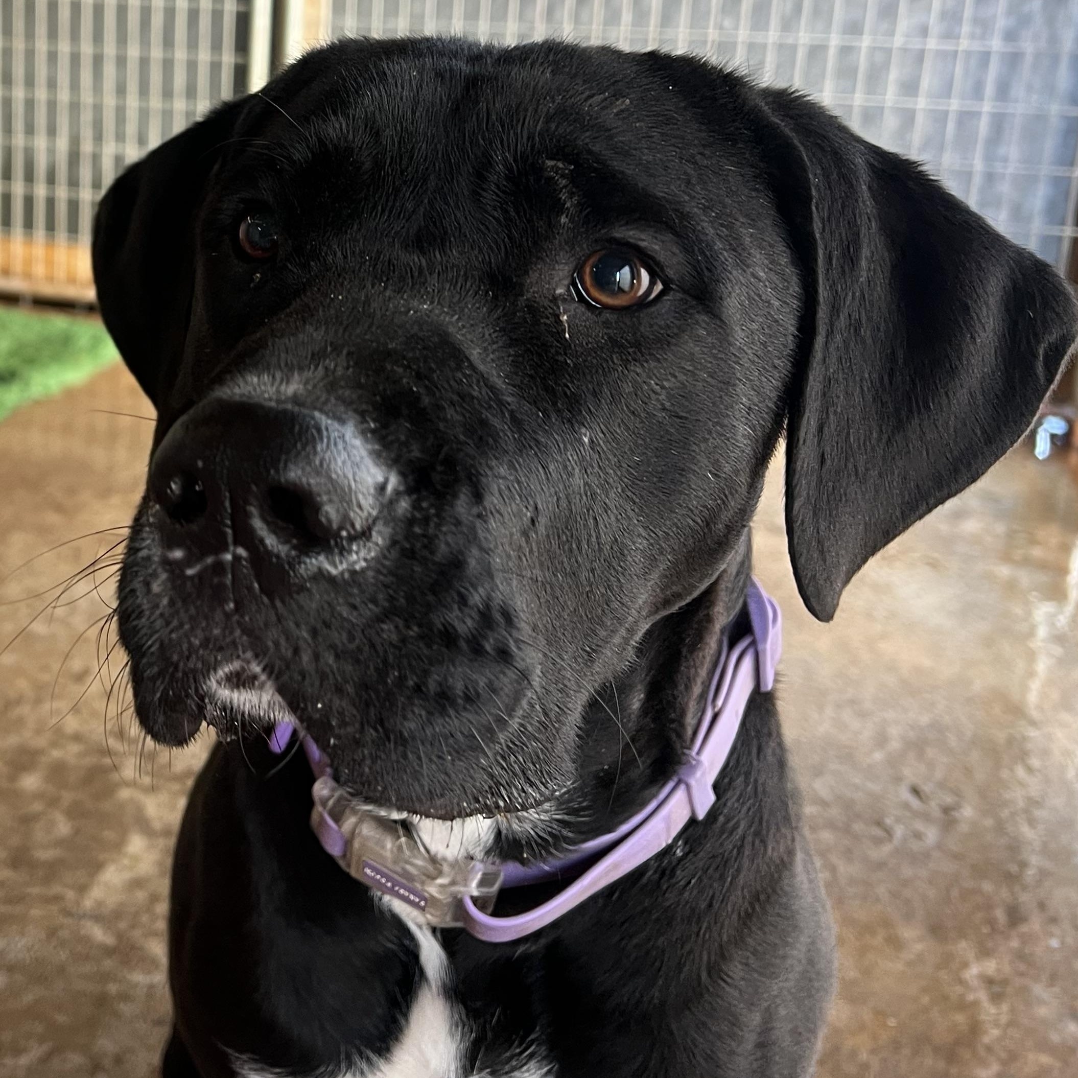 Louise, Adoptable, Adult Female Mastiff.
