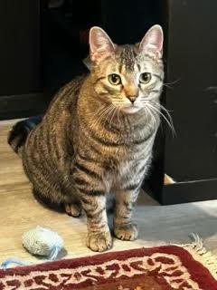 Enlarge Tanzy *MUST BE ADOPTED WITH TOFU*, an adoptable Domestic Short Hair in Toronto, ON image 5/6