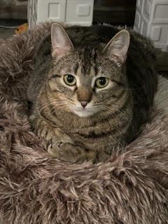 Enlarge Tanzy *MUST BE ADOPTED WITH TOFU*, an adoptable Domestic Short Hair in Toronto, ON image 4/6