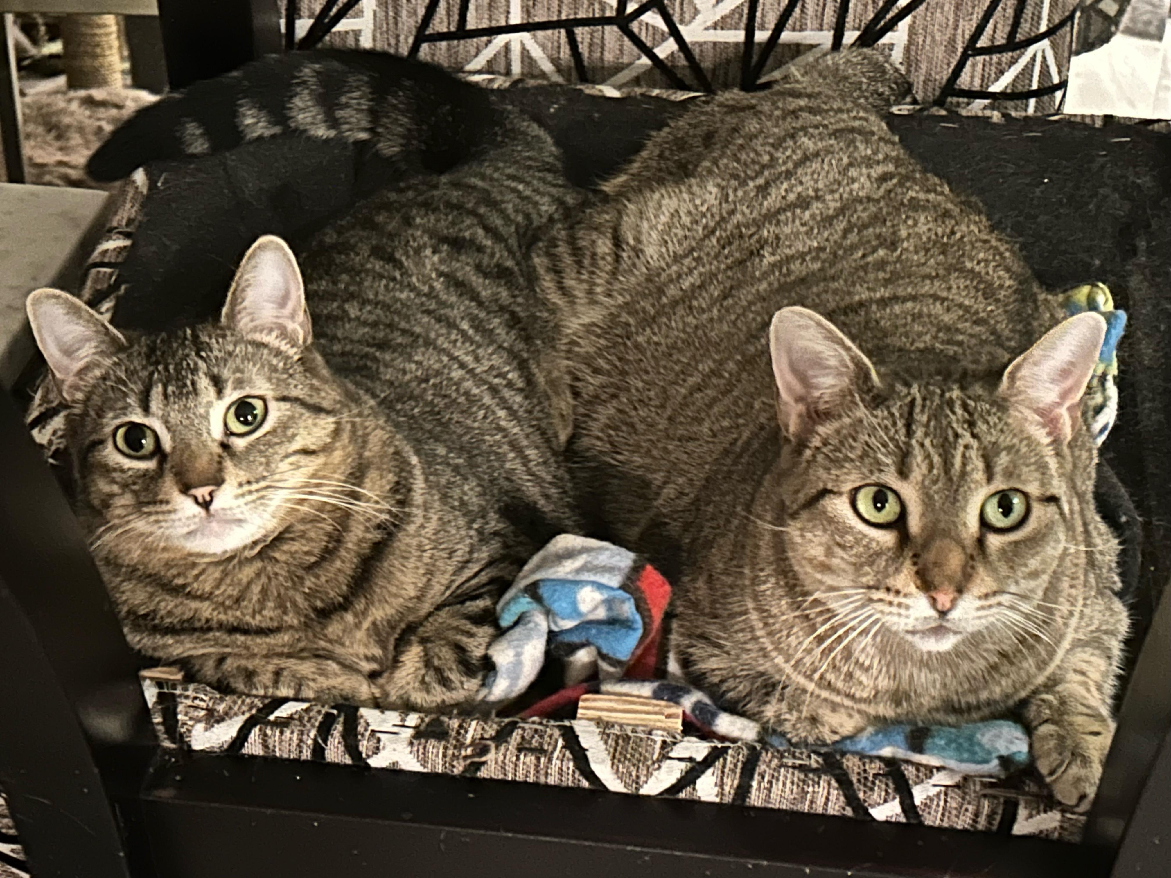 Enlarge Tanzy *MUST BE ADOPTED WITH TOFU*, an adoptable Domestic Short Hair in Toronto, ON image 2/6
