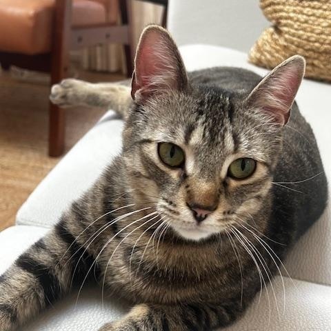 Tanzy *MUST BE ADOPTED WITH TOFU*, adoptable, Adult Female Domestic Short Hair.