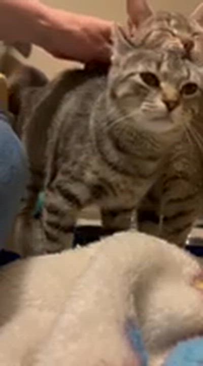 Enlarge Tanzy *MUST BE ADOPTED WITH TOFU*, an adoptable Domestic Short Hair in Toronto, ON video 6/6