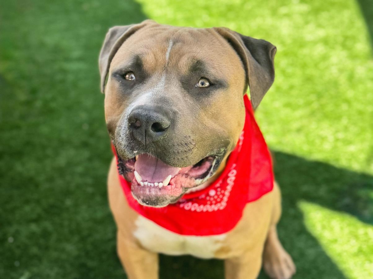 CHEDDAR, Adoptable, Young Male Pit Bull Terrier.