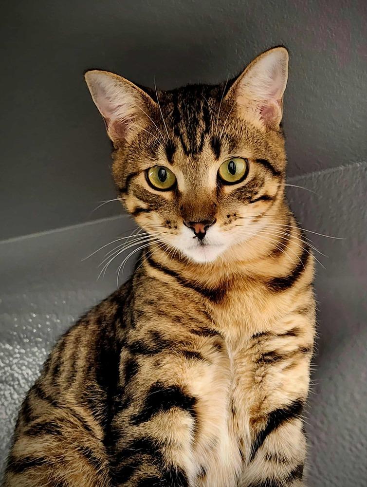 Enlarge Zesty, a Adoptable Tabby in Calimesa, CA image 1/2