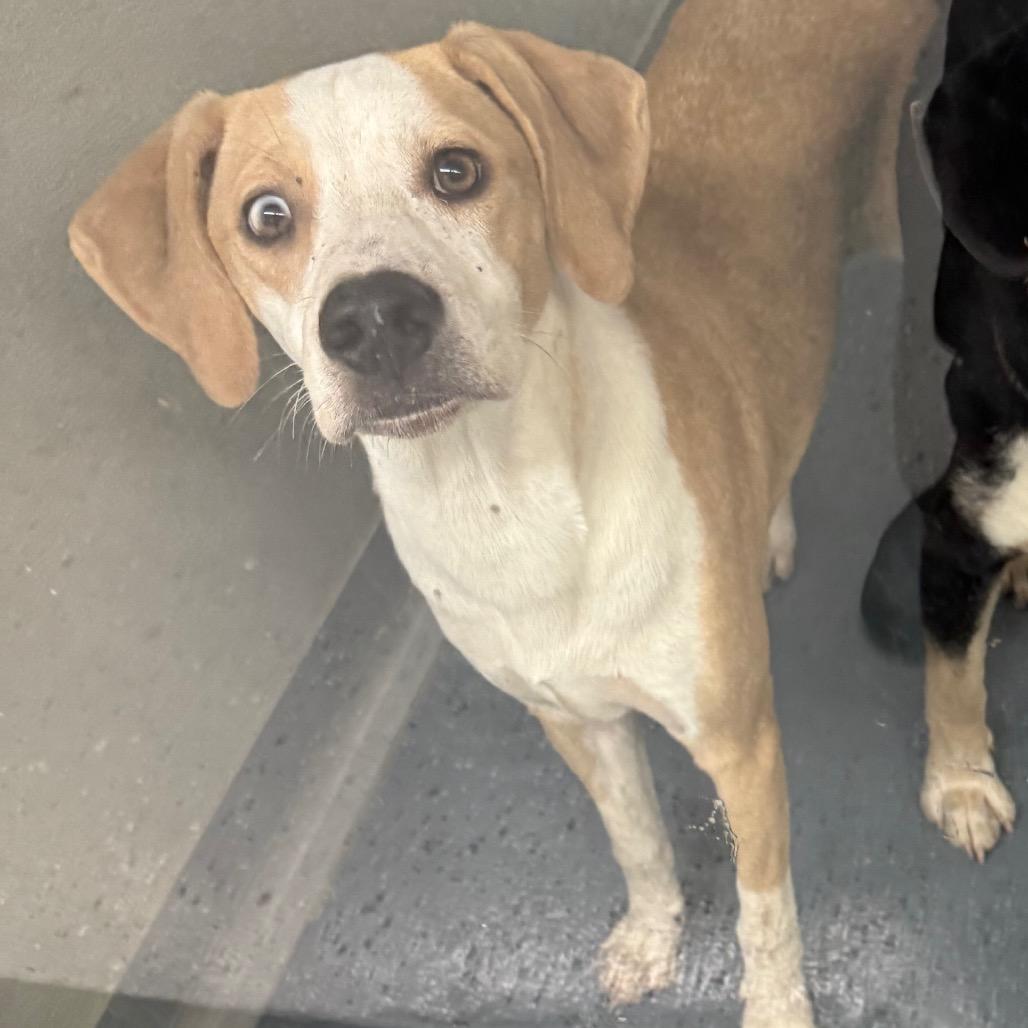 Enlarge Abu, a Adoptable Mixed Breed in Galax, VA image 1/6