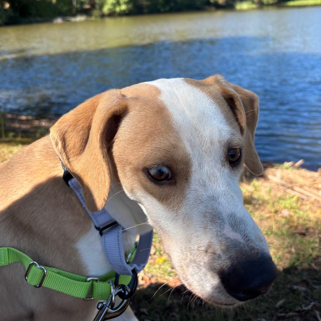 Enlarge Abu, a Adoptable Mixed Breed in Galax, VA image 2/6