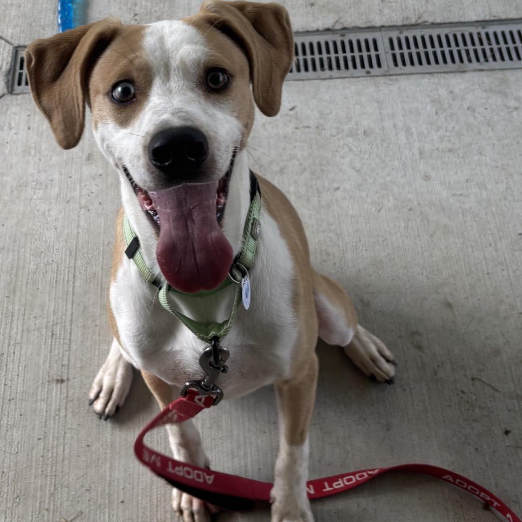 Enlarge Abu, a Adoptable Mixed Breed in Galax, VA image 3/6