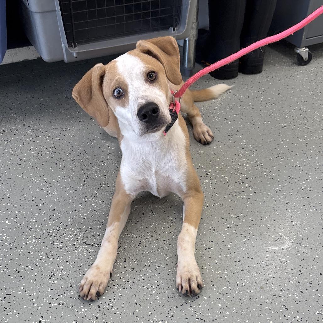 Enlarge Abu, a Adoptable Mixed Breed in Galax, VA image 4/6