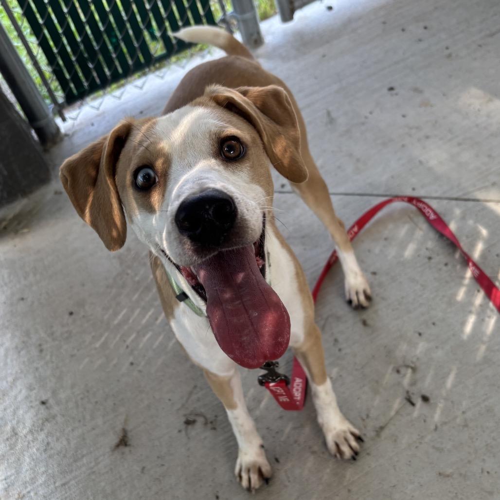 Enlarge Abu, a Adoptable Mixed Breed in Galax, VA image 5/6