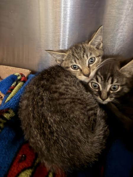 Moon, Adoptable, Kitten Female Domestic Short Hair.