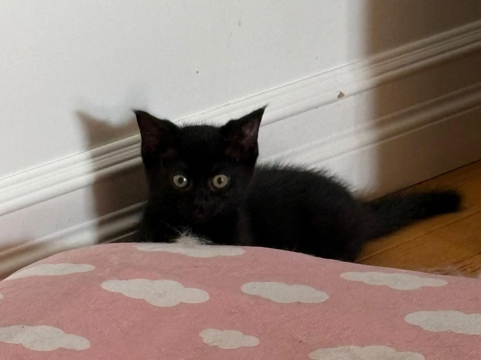 Enlarge Luna, a Adopted Domestic Short Hair in Orleans, ON image 1/3