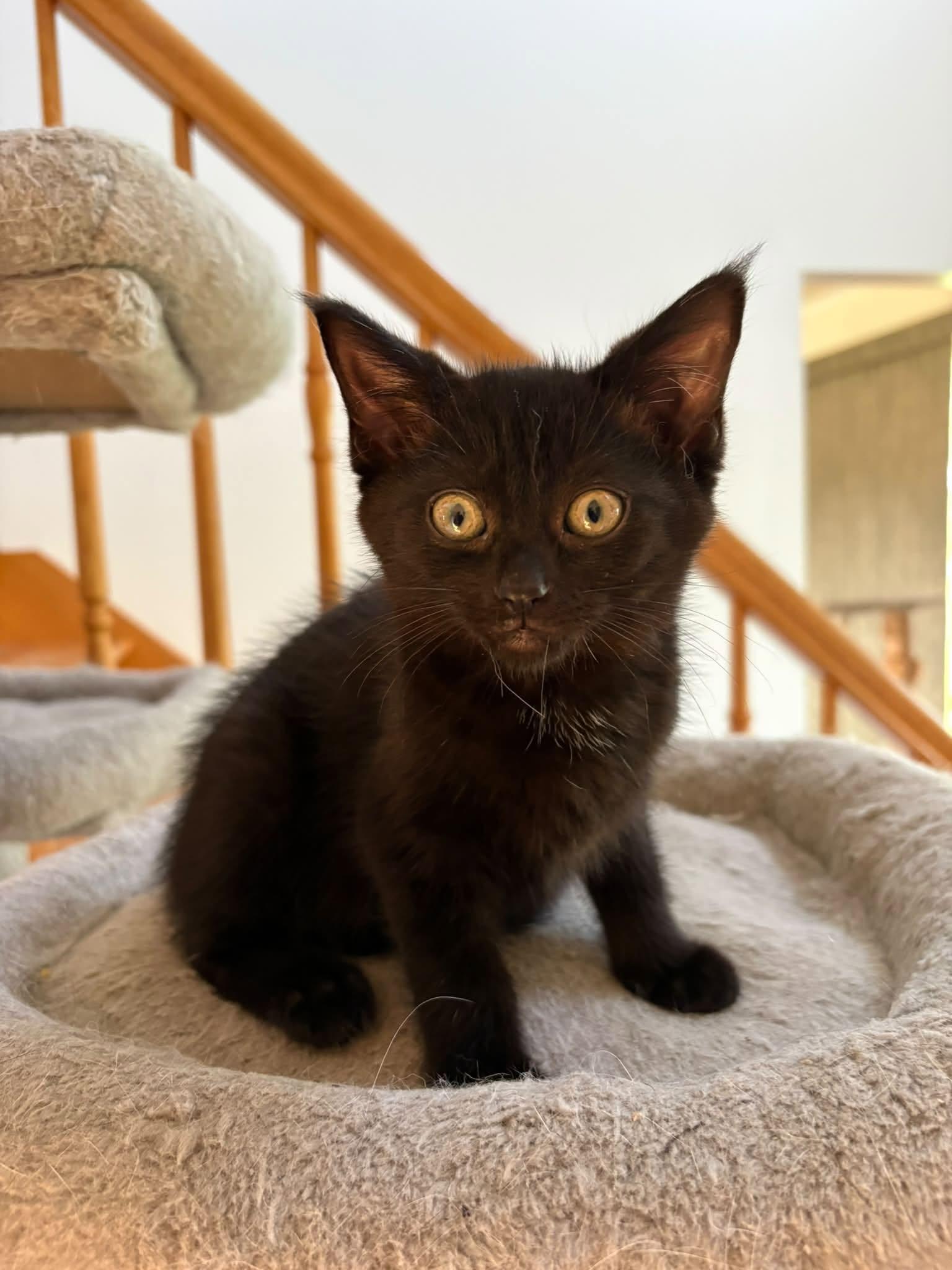 Enlarge Luna, a Adopted Domestic Short Hair in Orleans, ON image 2/3