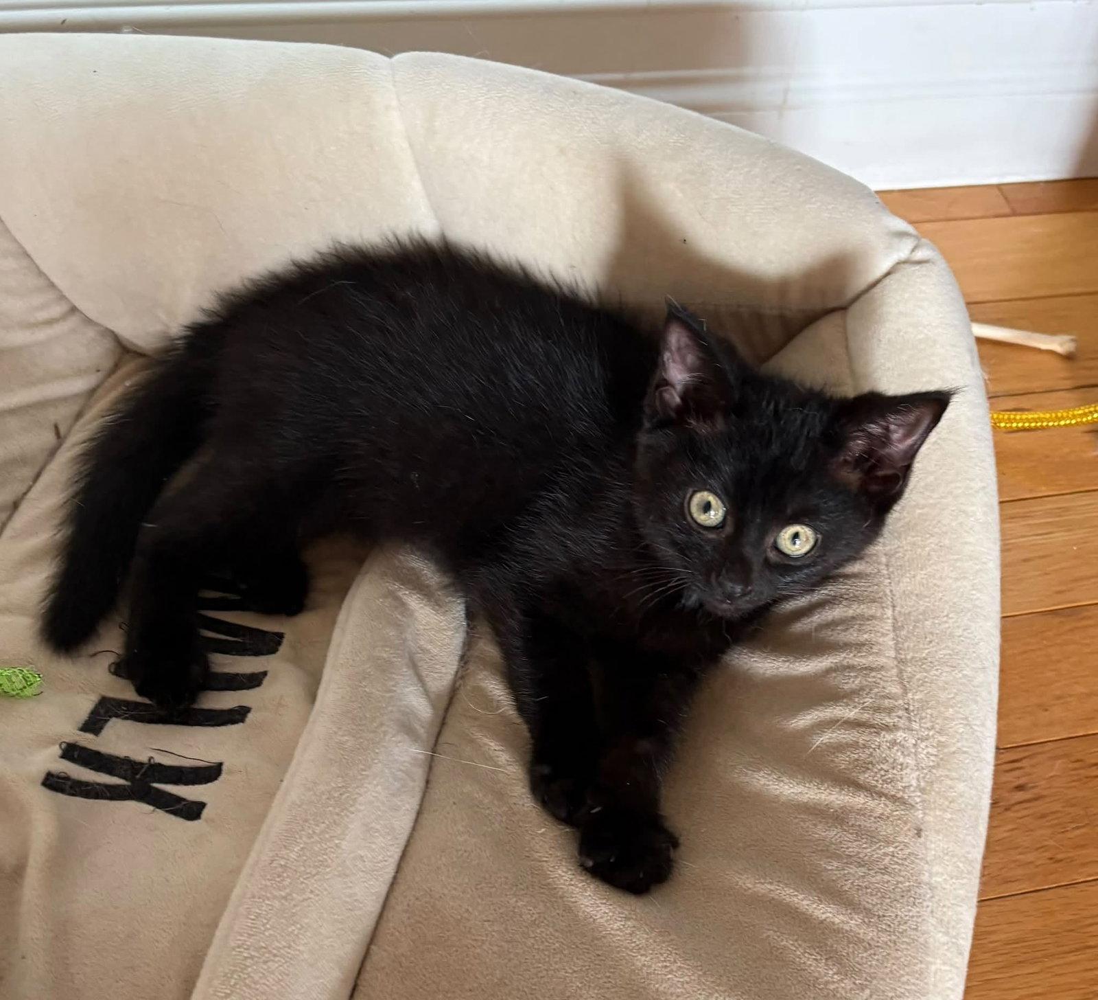 Enlarge Luna, a Adopted Domestic Short Hair in Orleans, ON image 3/3