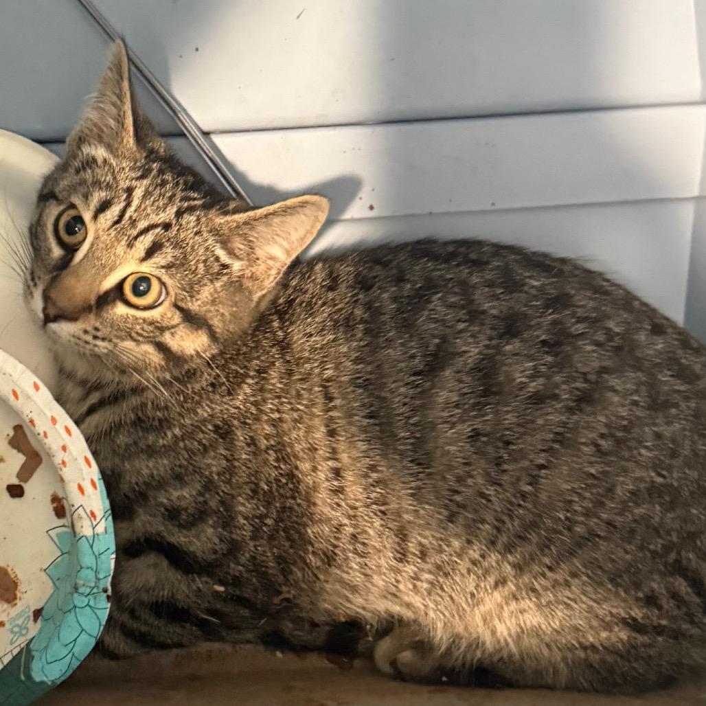 Campbell is at Petsmart GJ, Adoptable, Kitten Female Domestic Short Hair.