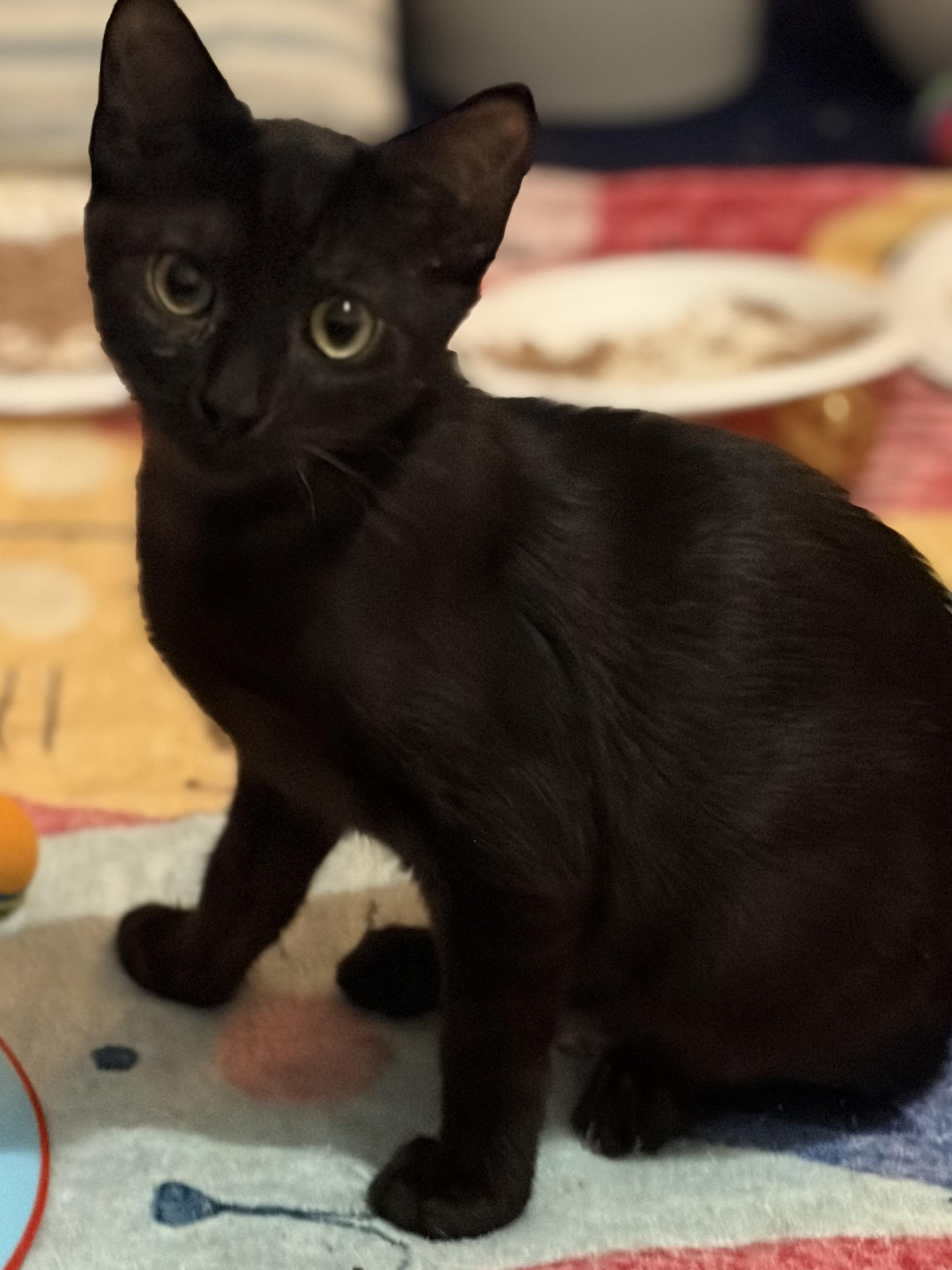 Brodie, ADOPTABLE, Kitten Male Domestic Short Hair.