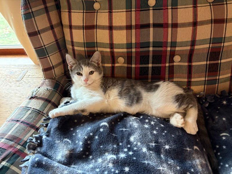 Squeaks, Adoptable, Young Male Domestic Short Hair.