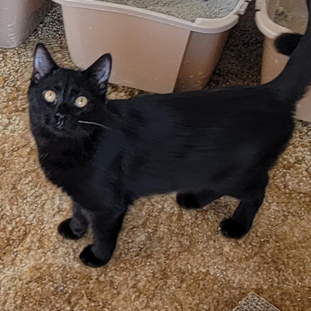 M’Baku, ADOPTABLE, Adult Male Domestic Short Hair.