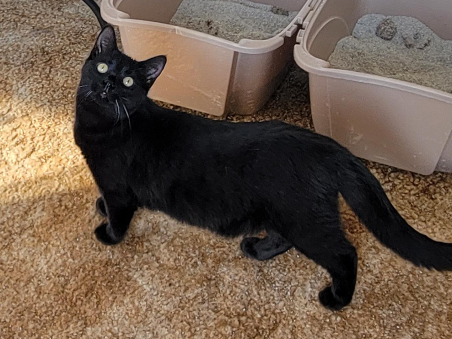 Enlarge M’Baku, a ADOPTABLE Domestic Short Hair in West newton, PA image 2/3