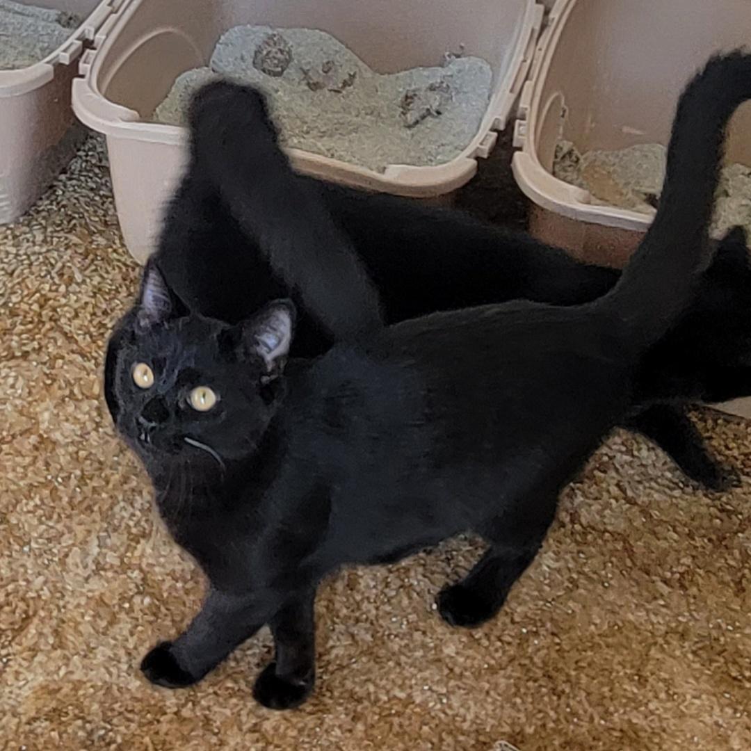 Enlarge M’Baku, a ADOPTABLE Domestic Short Hair in West newton, PA image 3/3