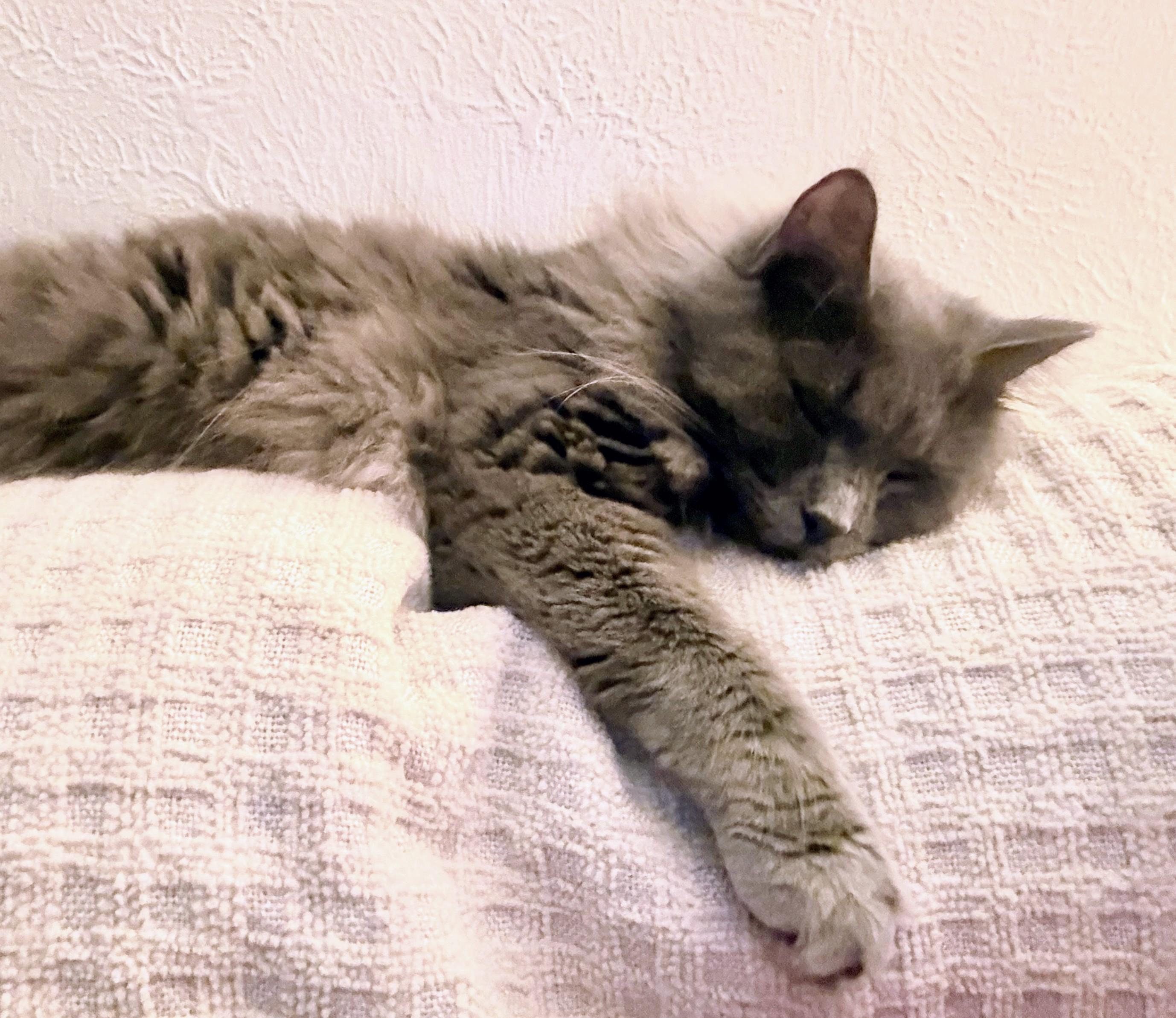 Smokey, ADOPTABLE, Young Male Domestic Medium Hair.