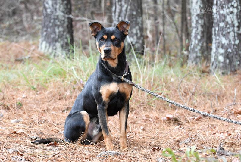 Jango, a ADOPTABLE mixed breed in Monroe, GA image 1/4