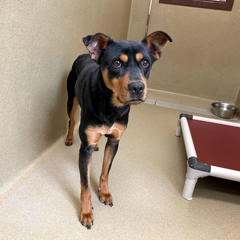 Jango, a ADOPTABLE mixed breed in Monroe, GA image 2/4