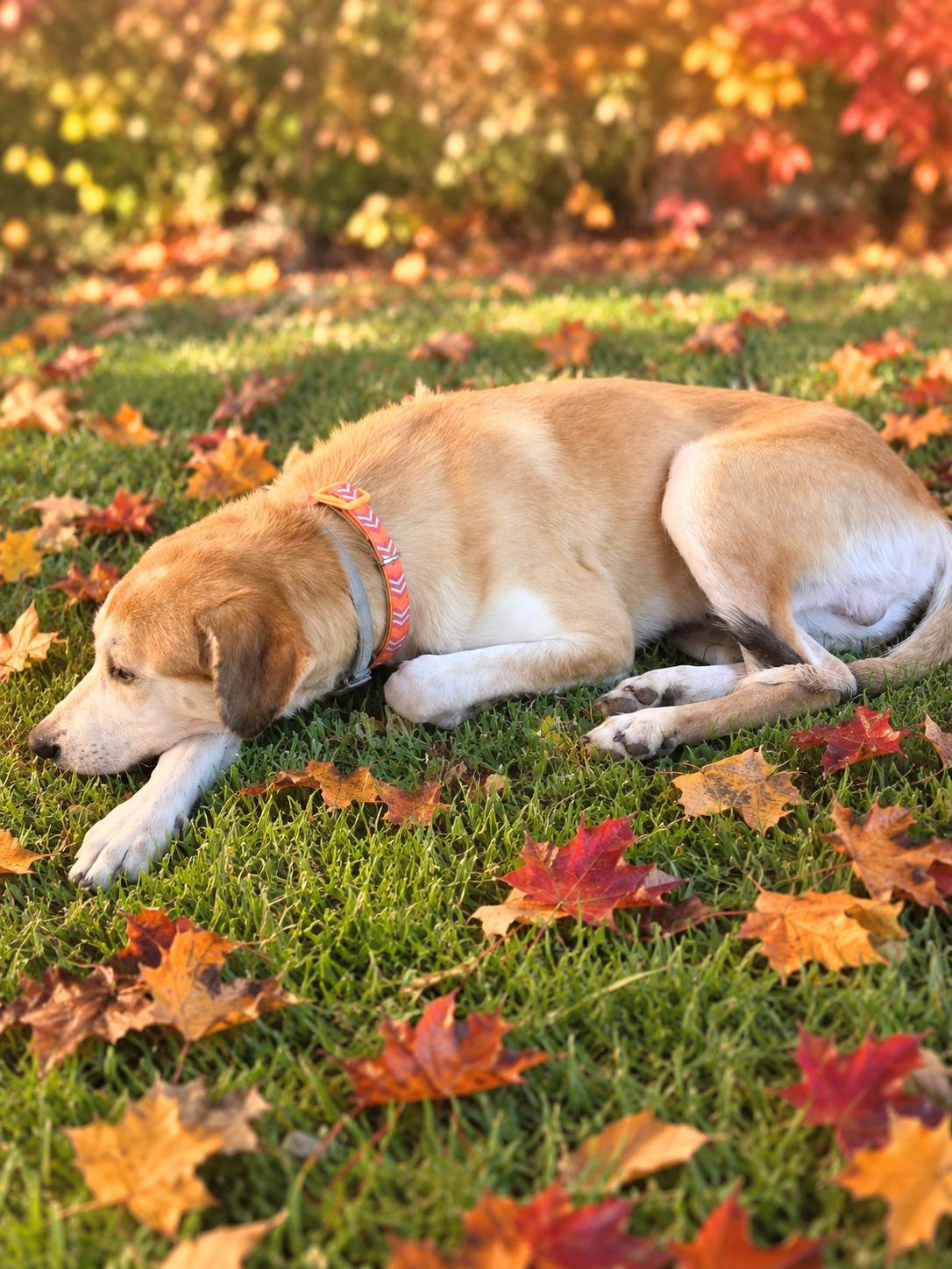 Miles, Adoptable, Young Male Labrador Retriever.