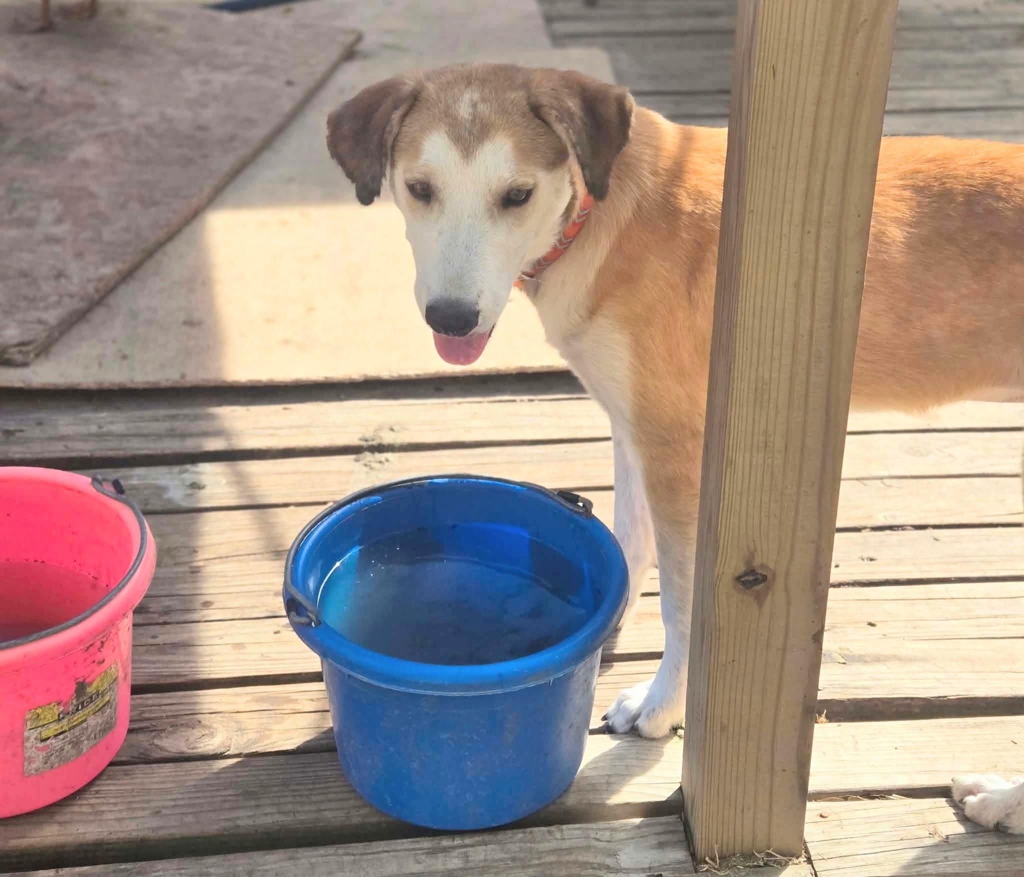 Enlarge Miles, a Adoptable mixed breed in Willington, CT image 5/6