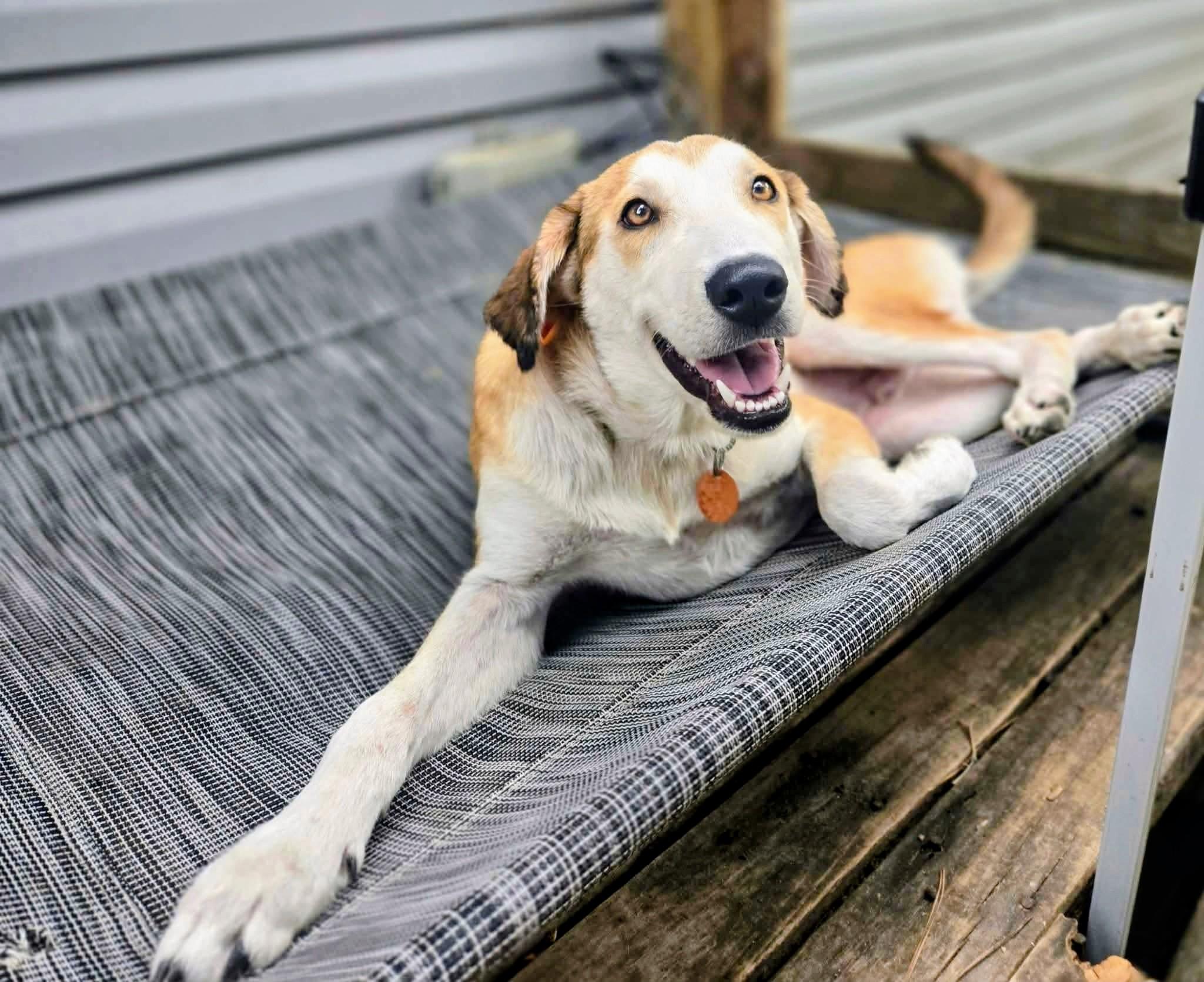 Enlarge Miles, a Adoptable mixed breed in Willington, CT image 3/6