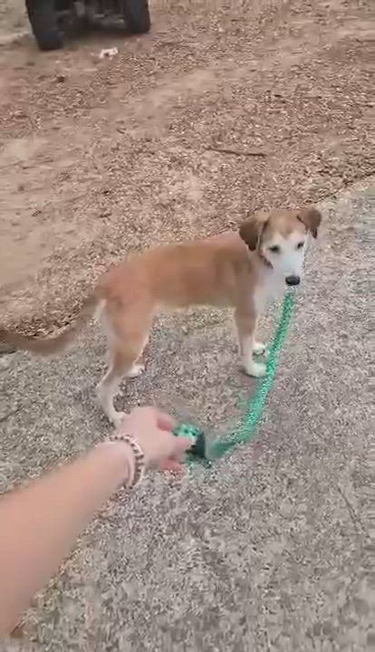 Enlarge Miles, a Adoptable mixed breed in Willington, CT video 4/6