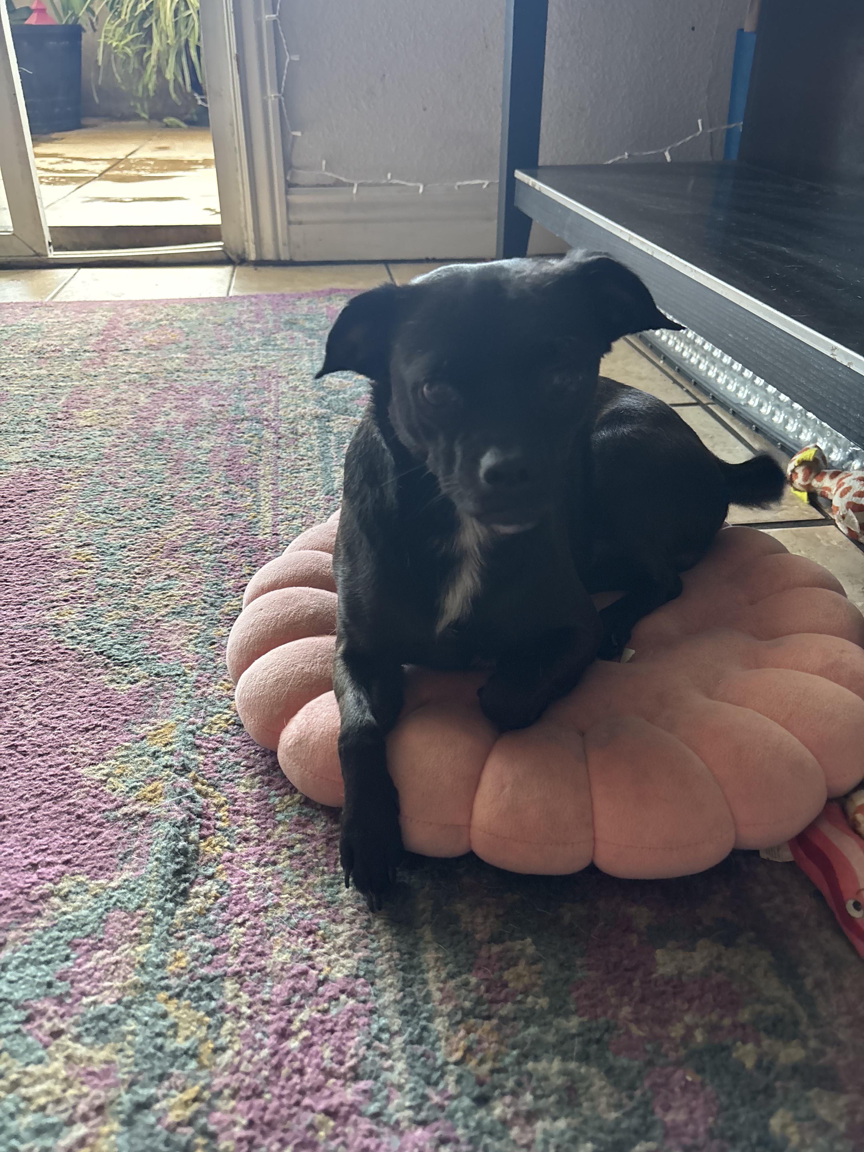 Chris Rock, Adoptable, Adult Male Chihuahua.