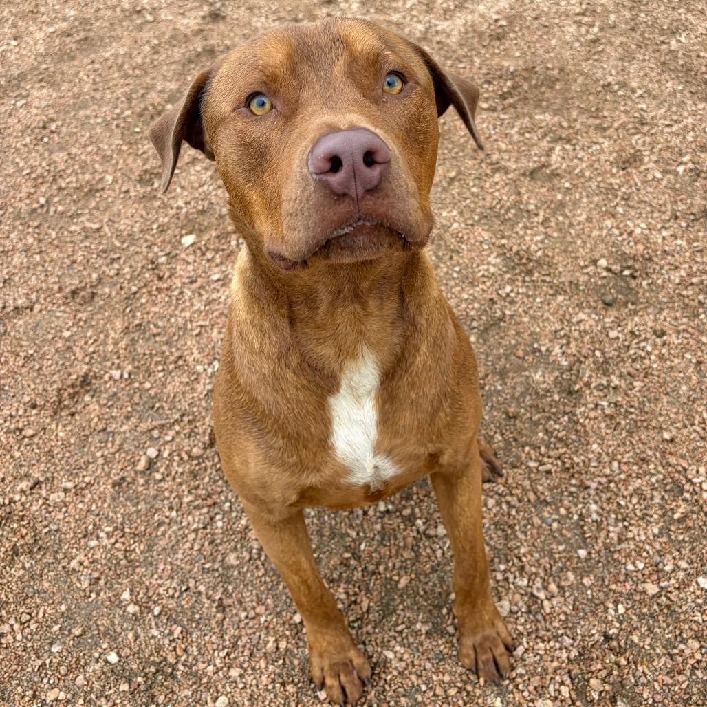 Big Red, Adoptable, Adult Male Chocolate Labrador Retriever & Mixed Breed.
