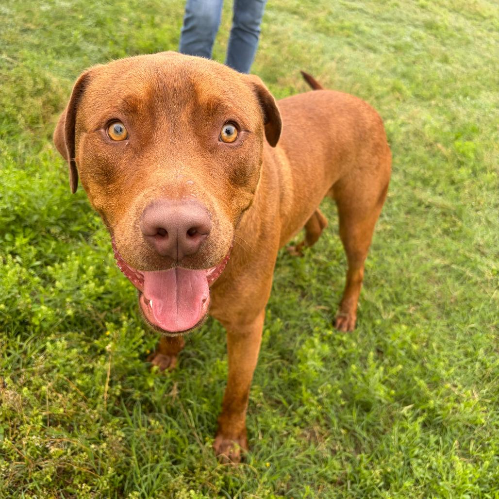 Enlarge Big Red, a Adoptable mixed breed in Kerrville, TX image 2/6