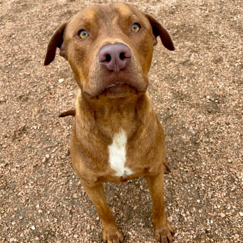 Enlarge Big Red, a Adoptable mixed breed in Kerrville, TX image 3/6