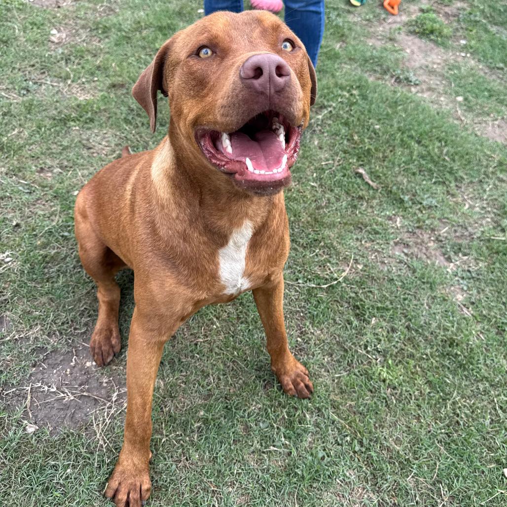 Enlarge Big Red, a Adoptable mixed breed in Kerrville, TX image 4/6