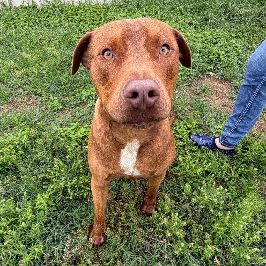 Enlarge Big Red, a Adoptable mixed breed in Kerrville, TX image 5/6