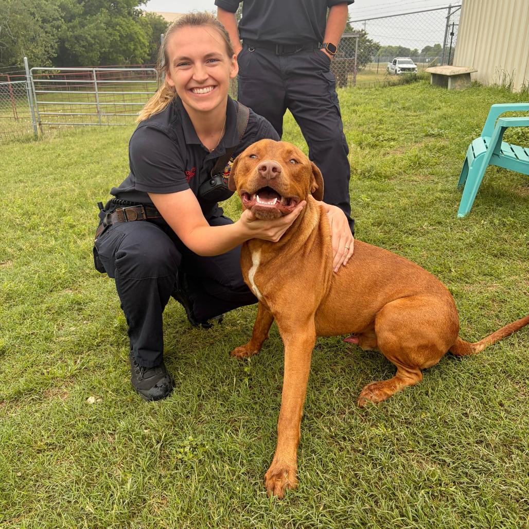 Enlarge Big Red, a Adoptable mixed breed in Kerrville, TX image 6/6