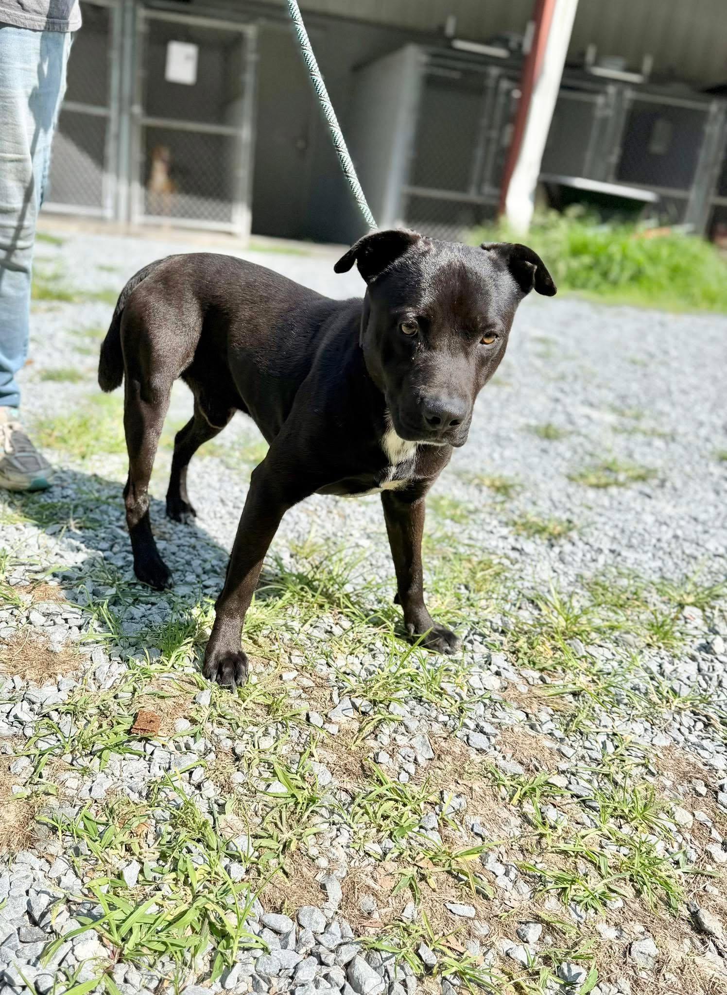 Enlarge Oakley, a ADOPTABLE mixed breed in Elizabethtown, NC image 1/1