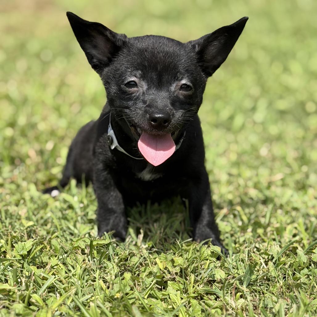 LYRIC, Adoptable, Puppy Female Chihuahua.
