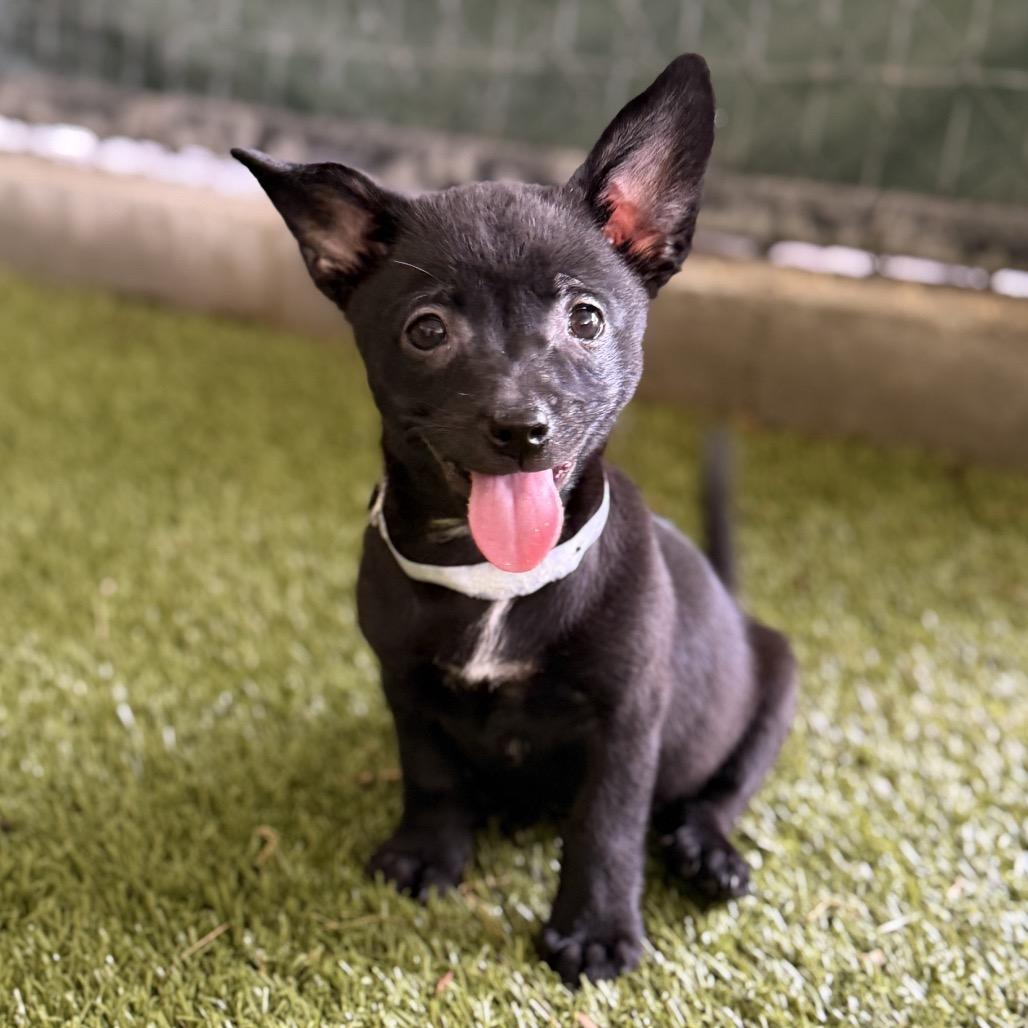 LYRIC, a Adoptable Chihuahua in Wellington, FL image 2/2