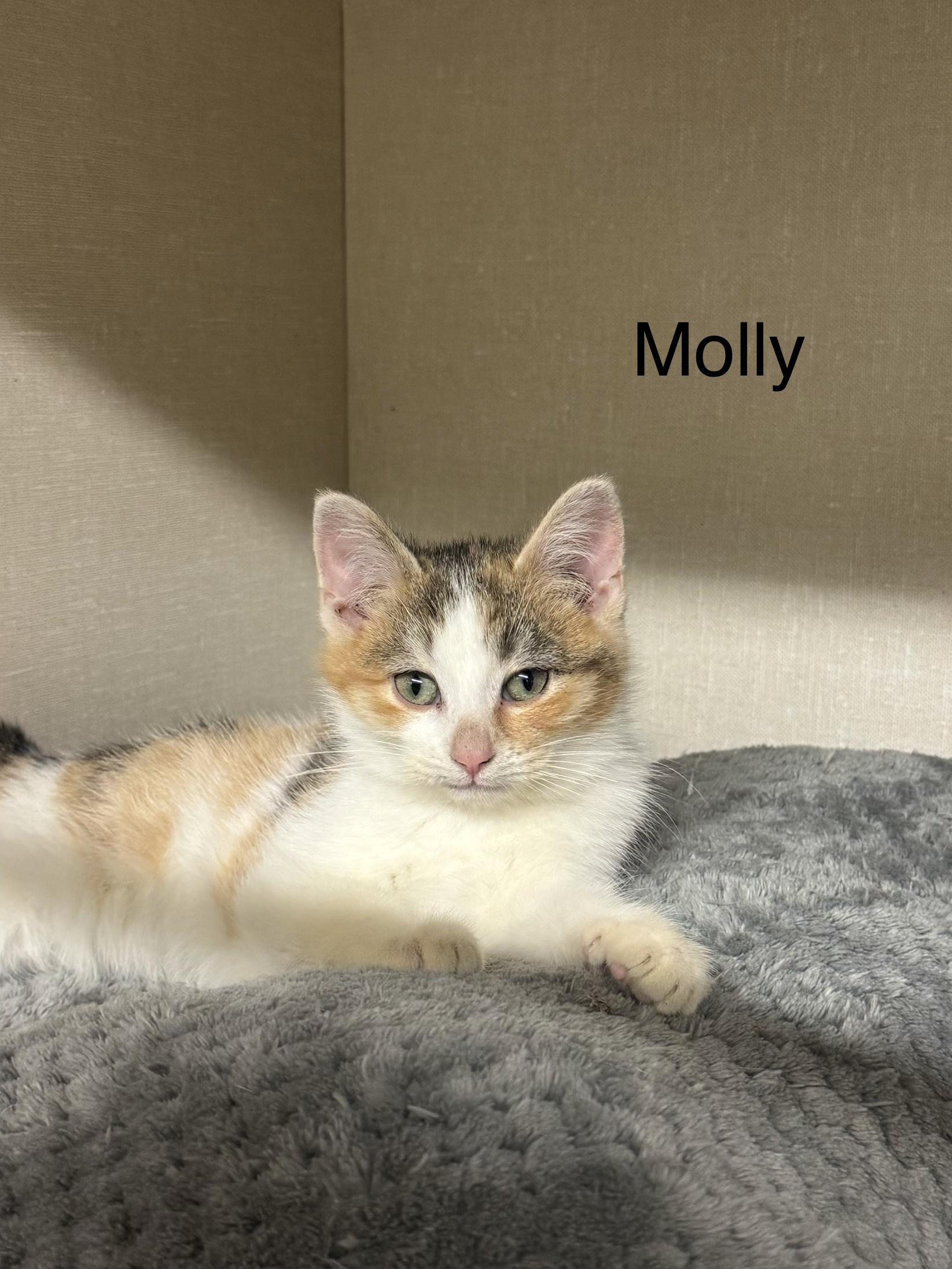 Molly, ADOPTABLE, Kitten Female Domestic Short Hair.