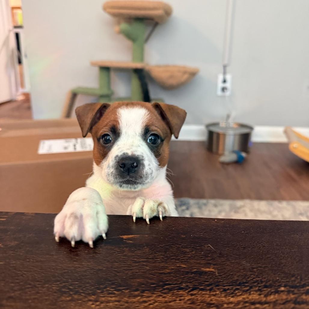 Daphne, a Adoptable mixed breed in Durham, NC image 1/6