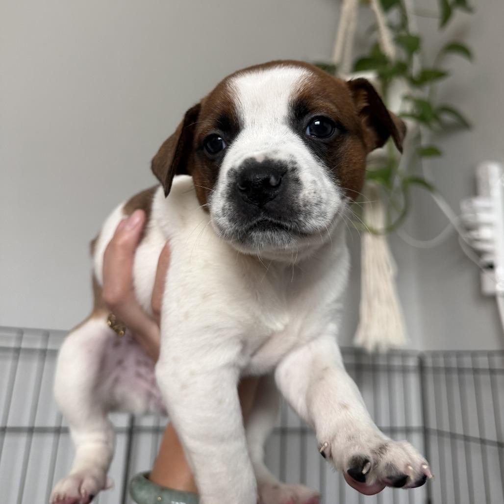 Daphne, a Adoptable mixed breed in Durham, NC image 3/6